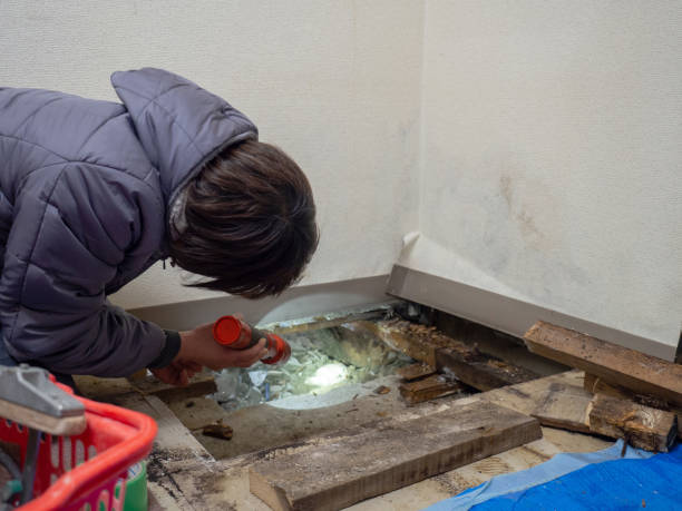 Best Mold Odor Removal Services  in Loretto, PA
