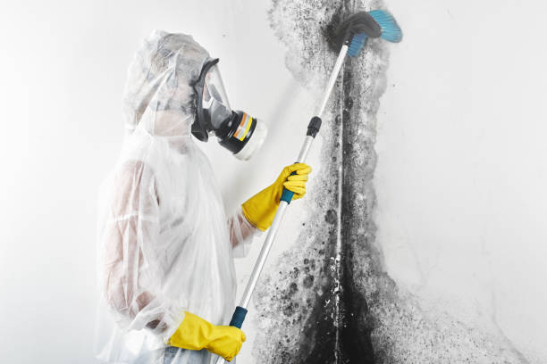 Best Post-Construction Mold Inspection  in Loretto, PA