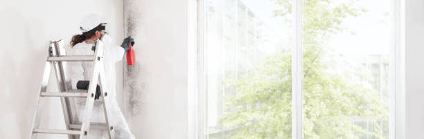 Mold Odor Removal Services in Loretto, PA